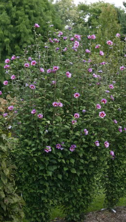 Rose of Sharon