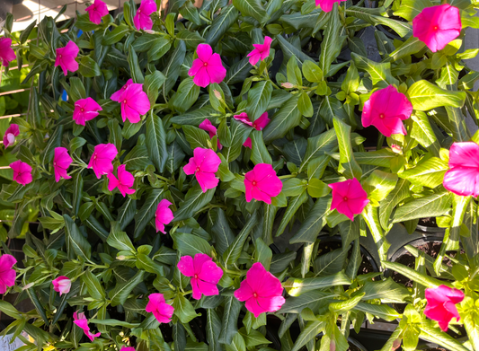 3.5 in Small Cup Flower $1.99