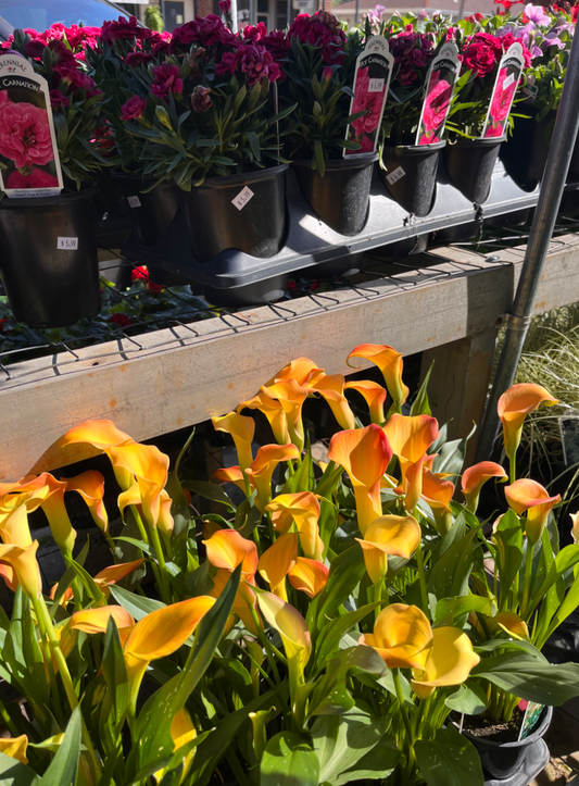 2.0 QT Flower $6.99