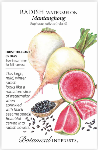 Watermelon Radish