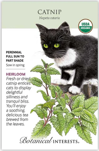 Catnip