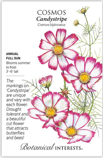 Candystripe Cosmos