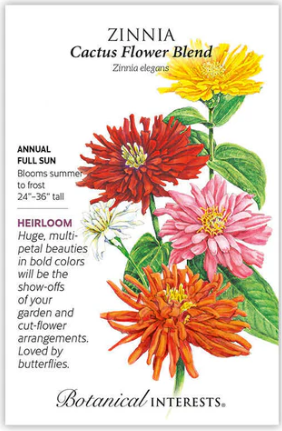 Cactus Flower Blend Zinnia