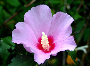 Rose of Sharon