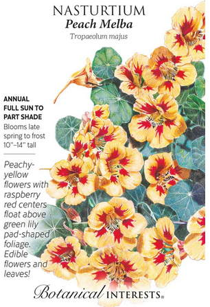 Peach Melba Nasturtium